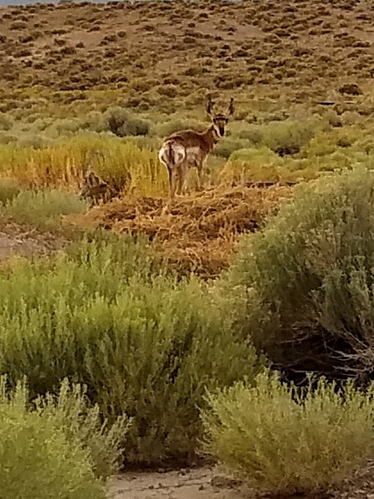 Another Baby Friend....