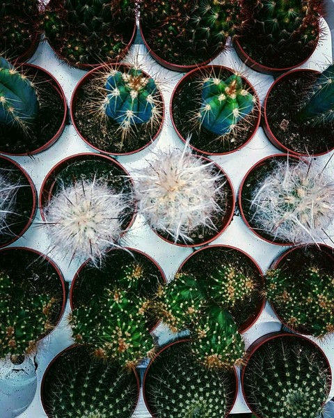 plant, flower壁纸