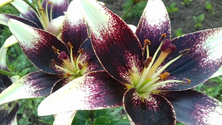 Flowers