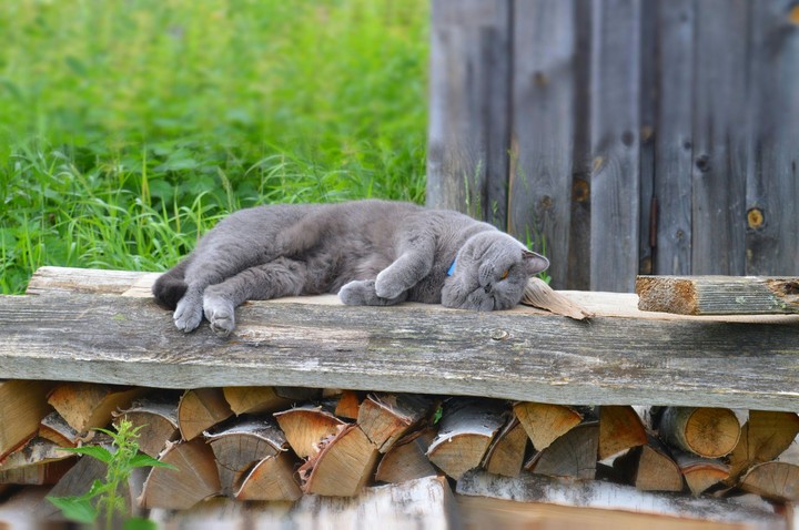 cat