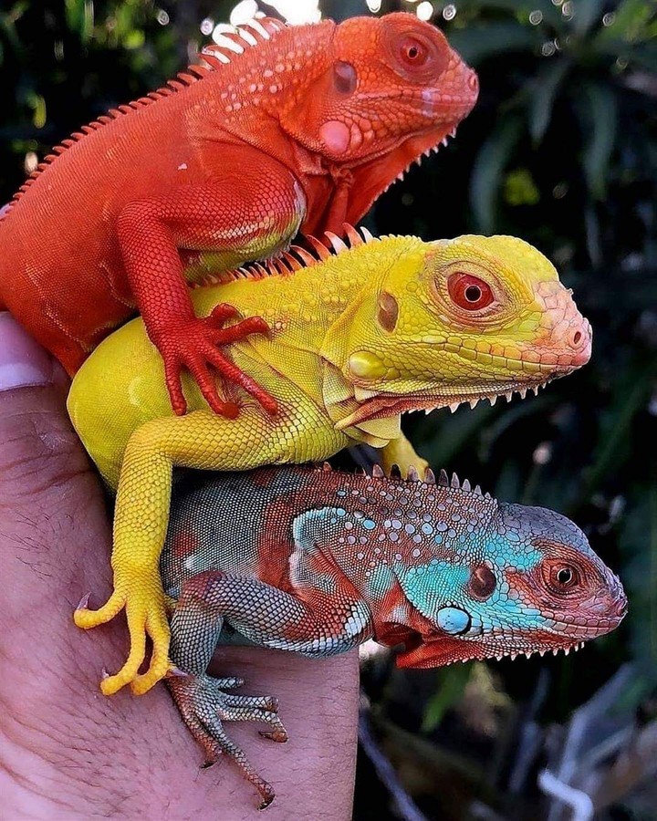 lagarto ?