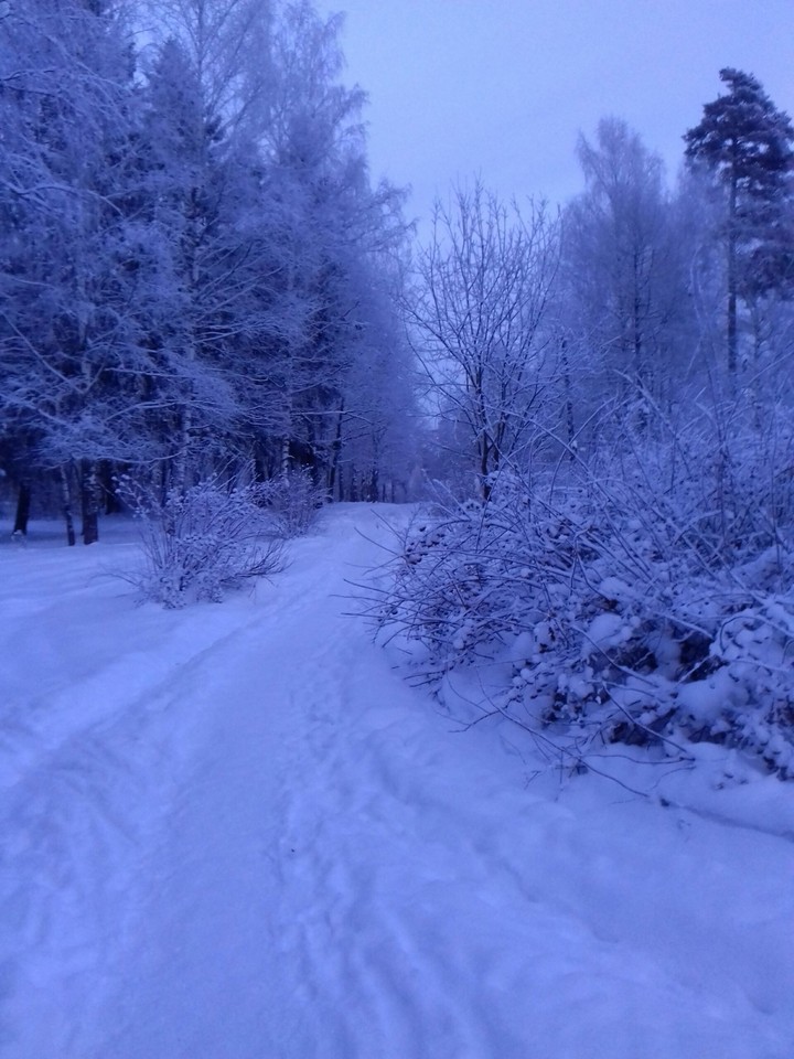 Зимний лес