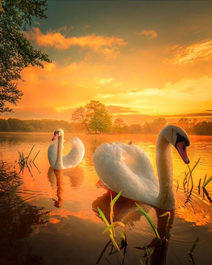 Swans