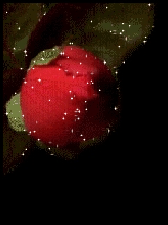 розы