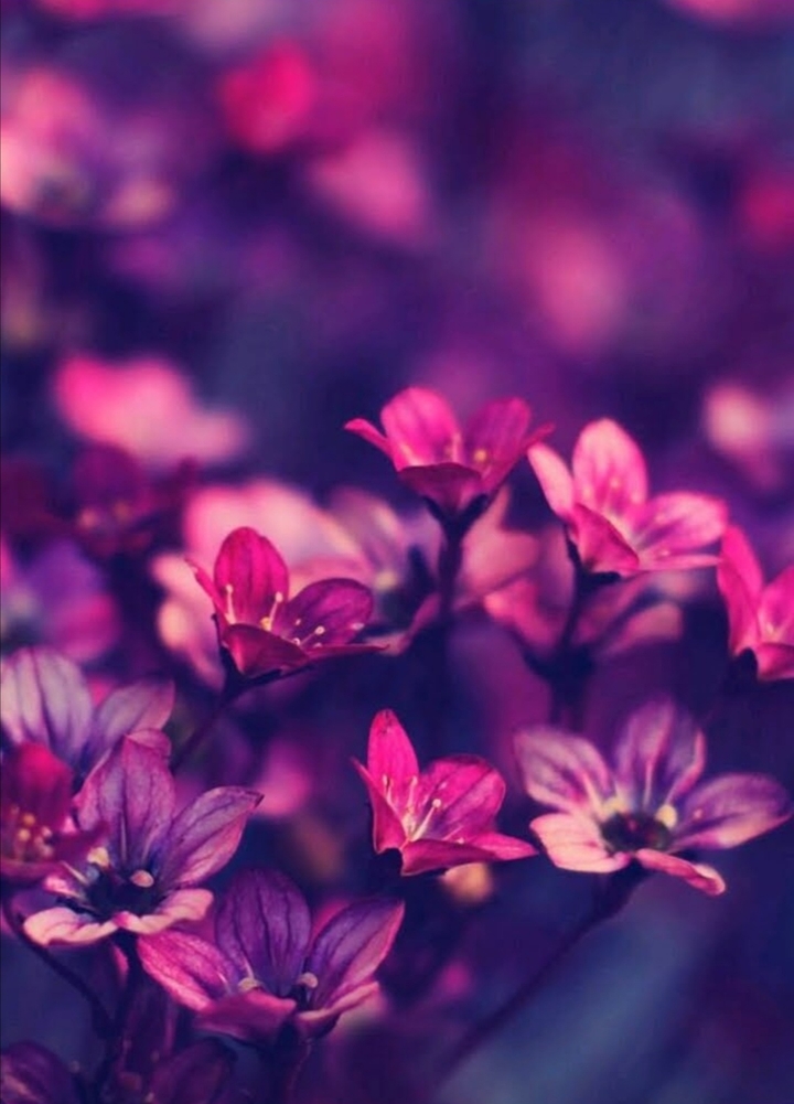 sólo flores