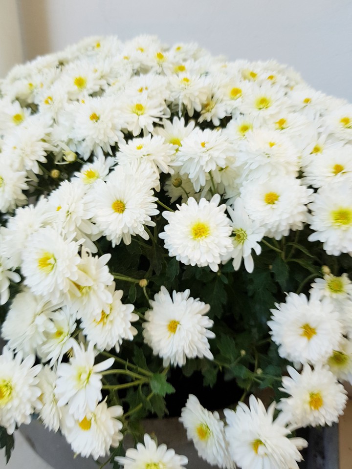 autumn flowers