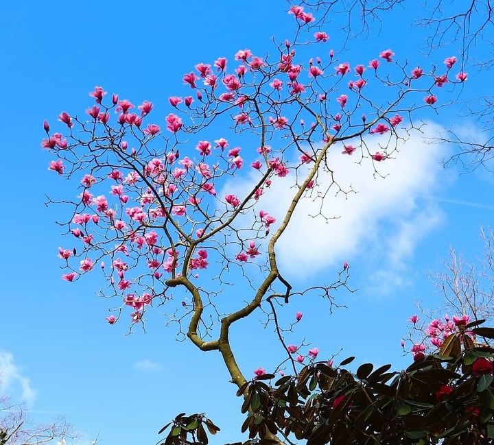 Pink Flowers