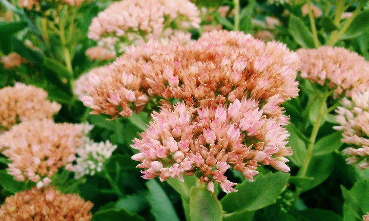 Many small flowers