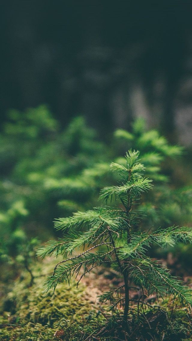 plant
