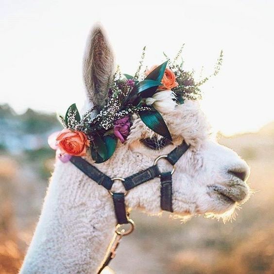 Lama