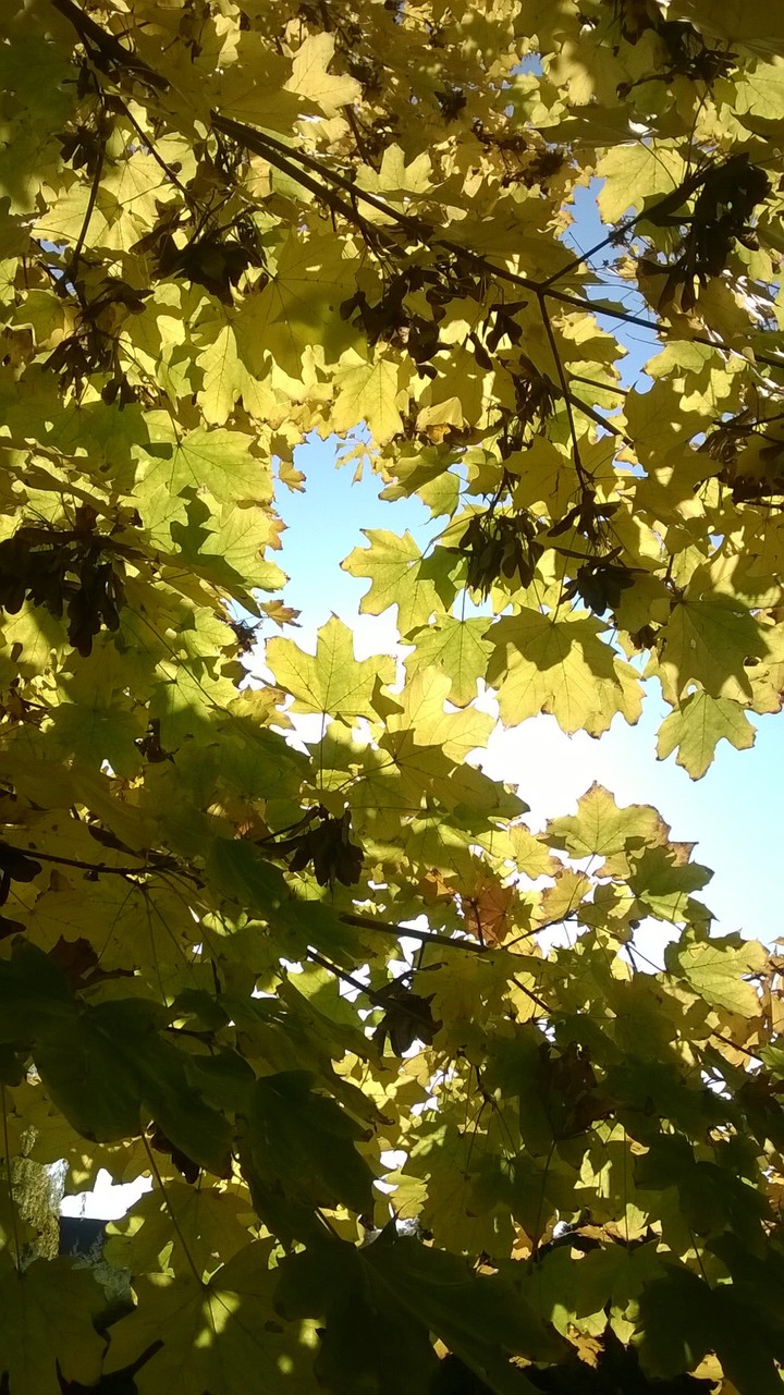 Leaf