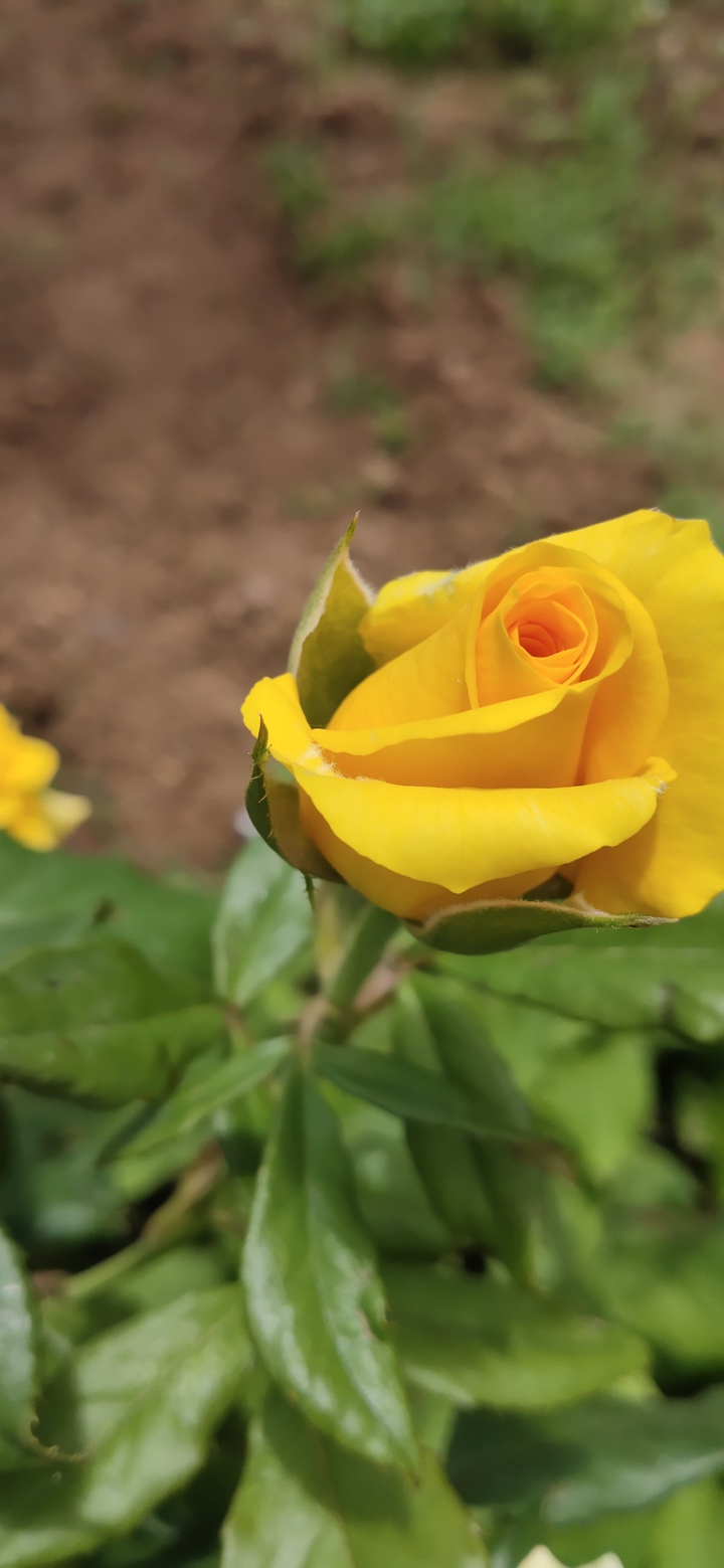 yellow rose