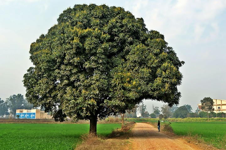 That one giant tree.