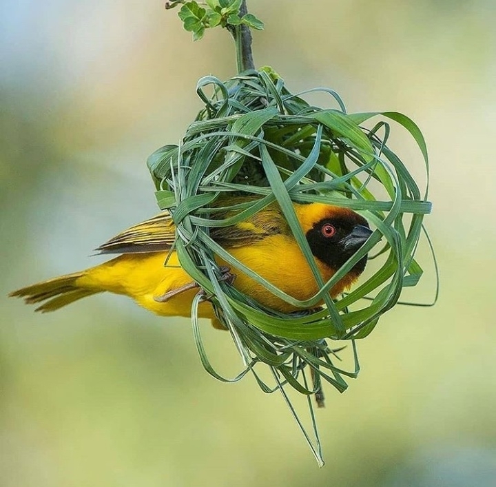 i love bird