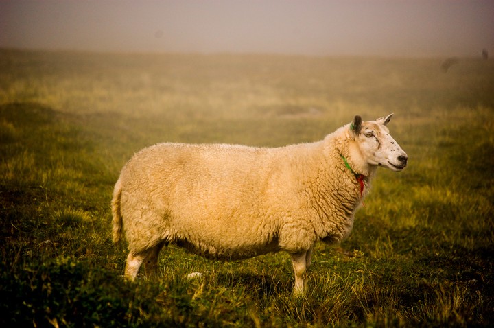 Sheep