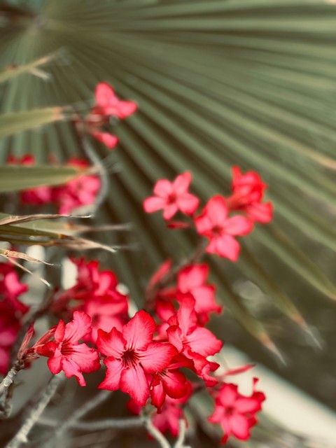 pink, red duvar kağıtları