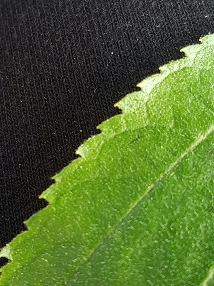 leaf