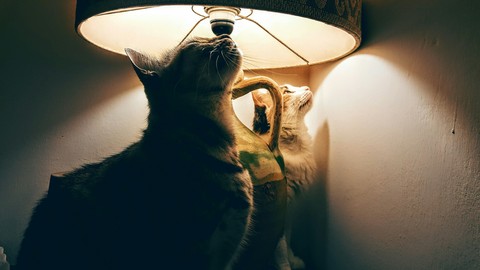 what exactly are we looking at?