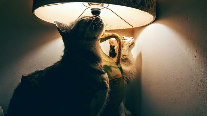 what exactly are we looking at?