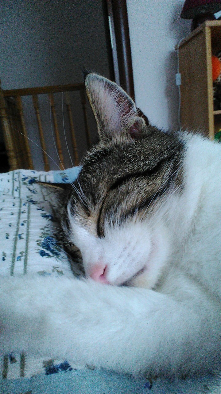 Sleeping kitty