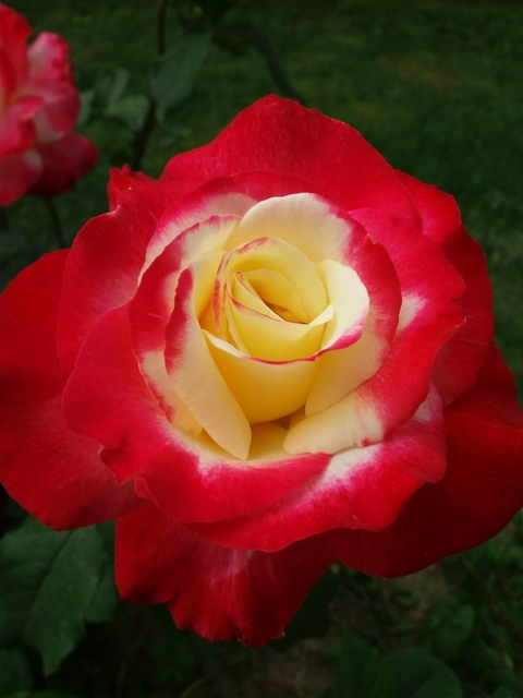 rose