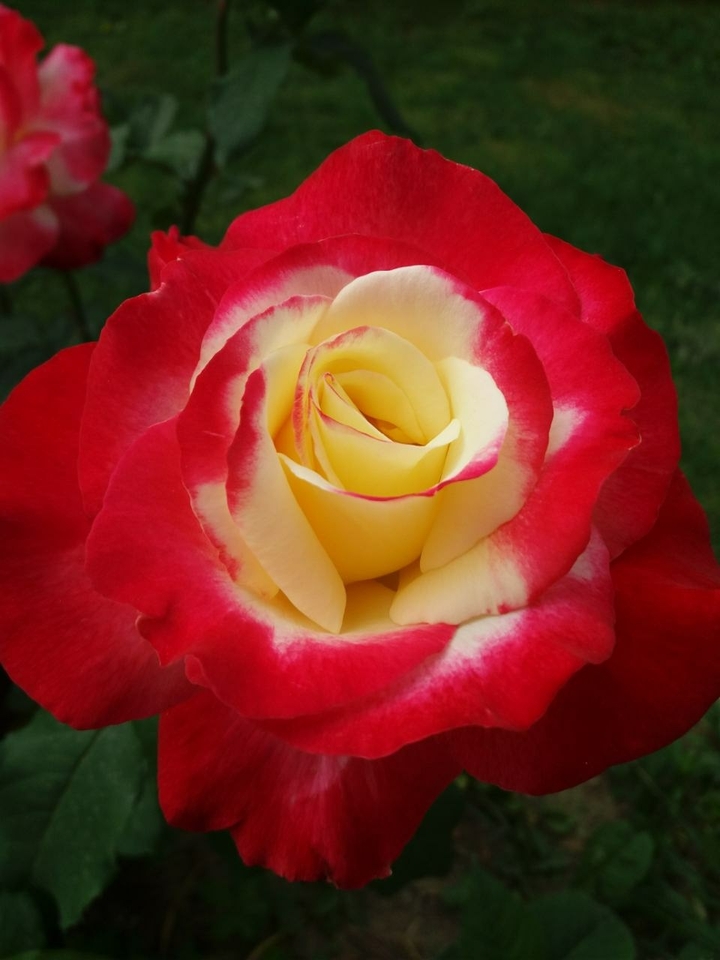 rose