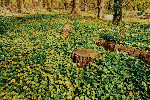 Tree stumps in grass