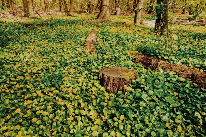 Tree stumps in grass