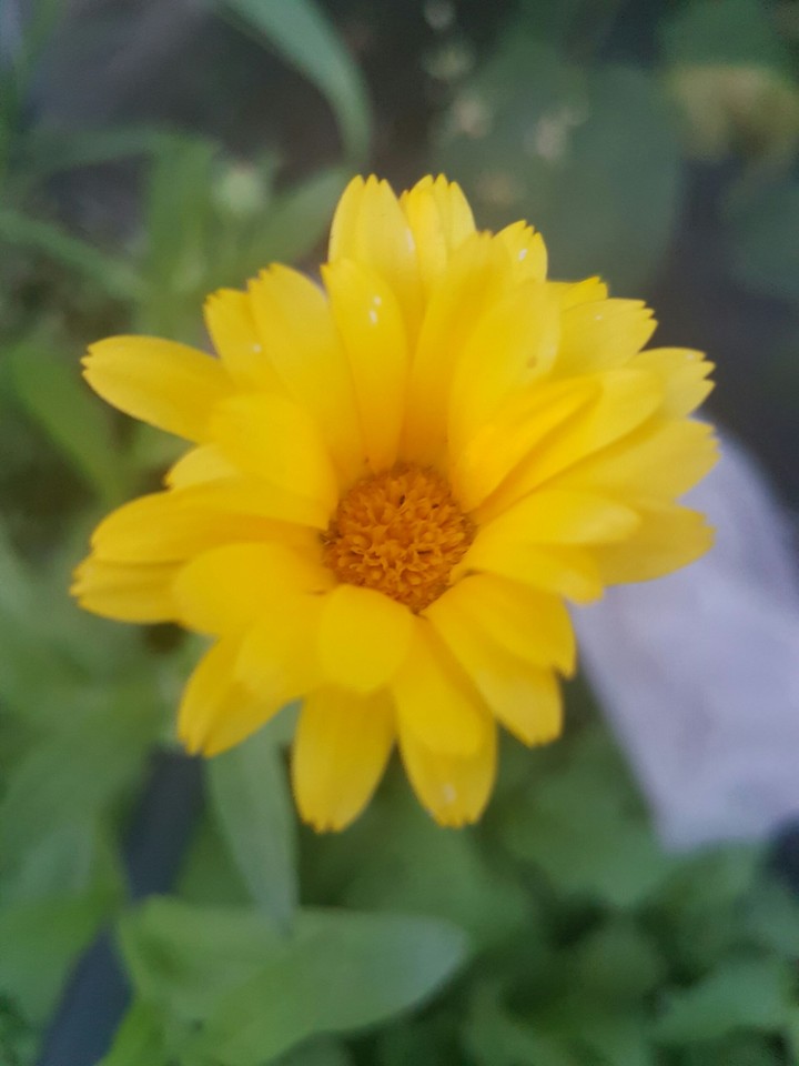 flover