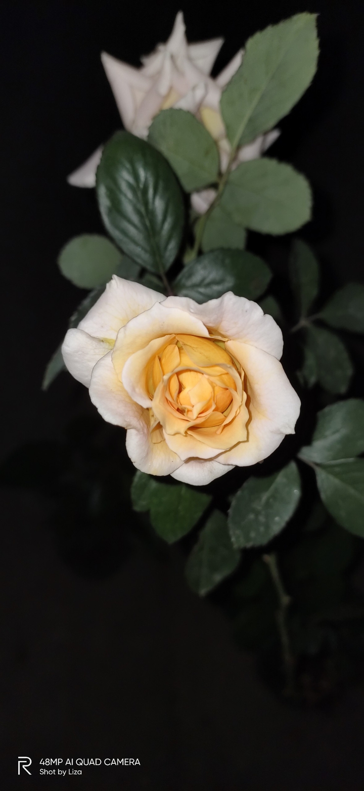 Roses