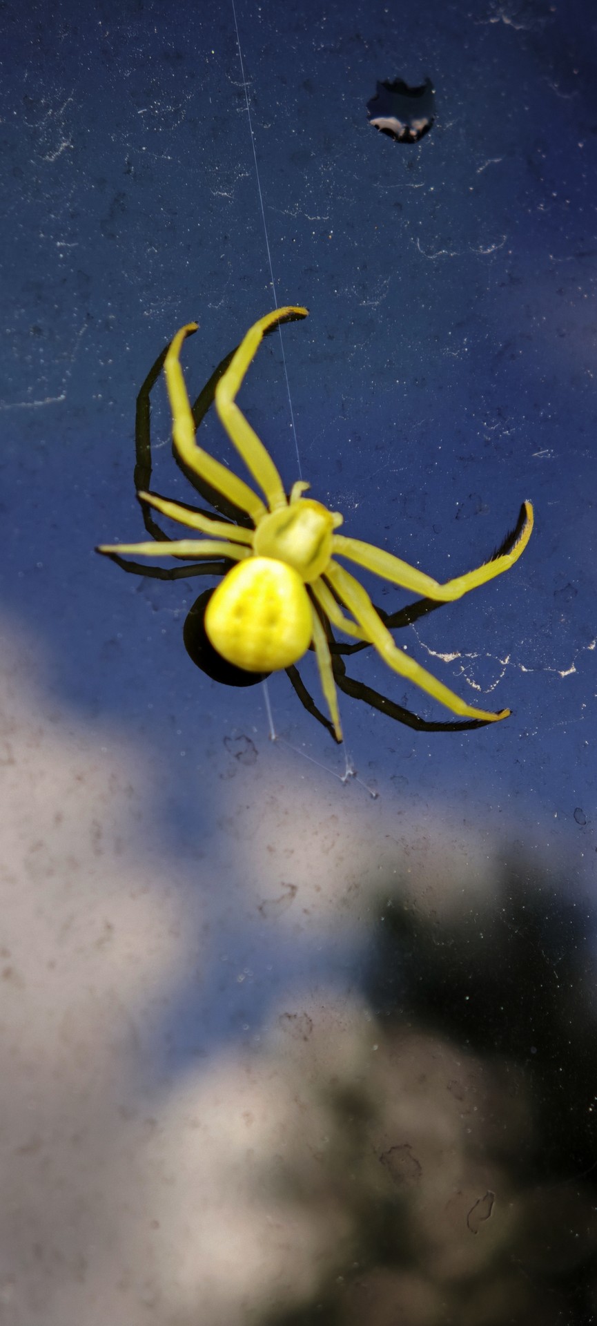 Spider