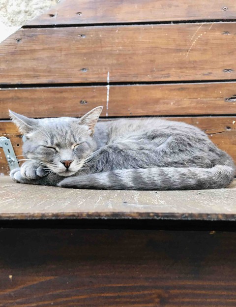 afternoon nap