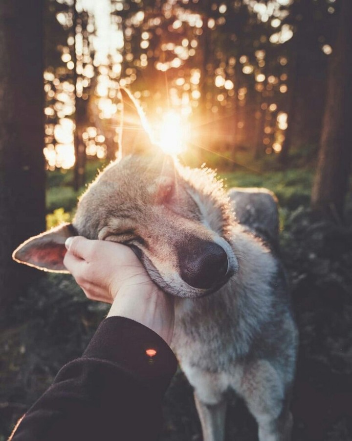 dog love