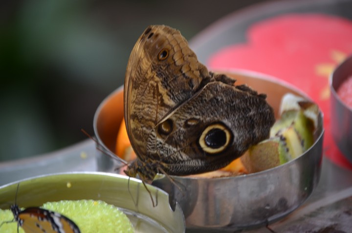Grey butterfly