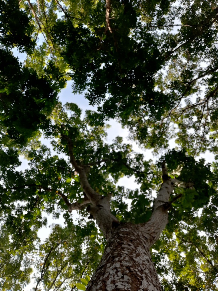 tree