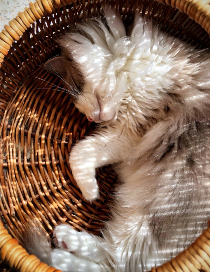 Miao~