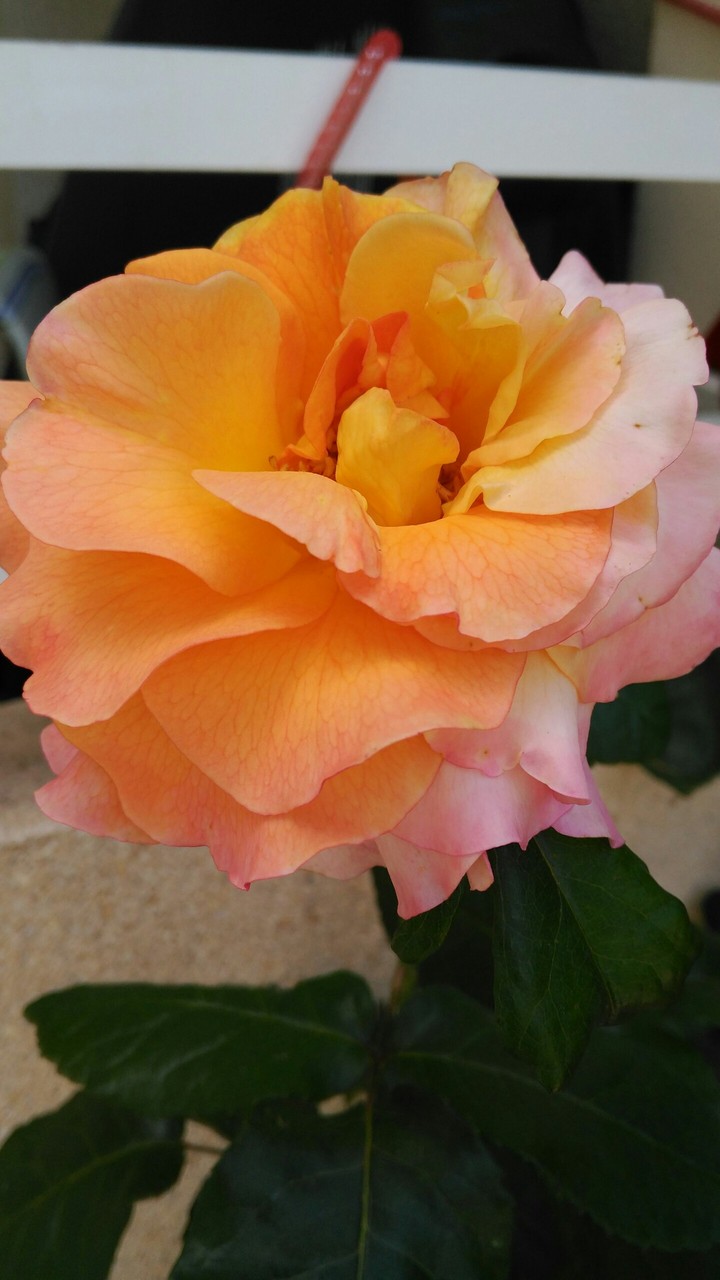 Der Duft der Rose