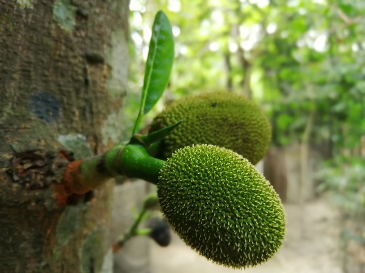 Breadfruit