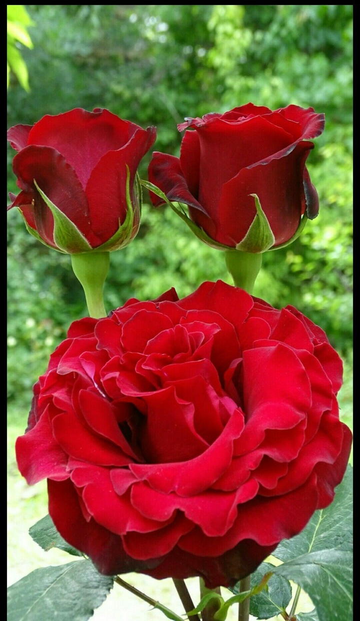 red rose