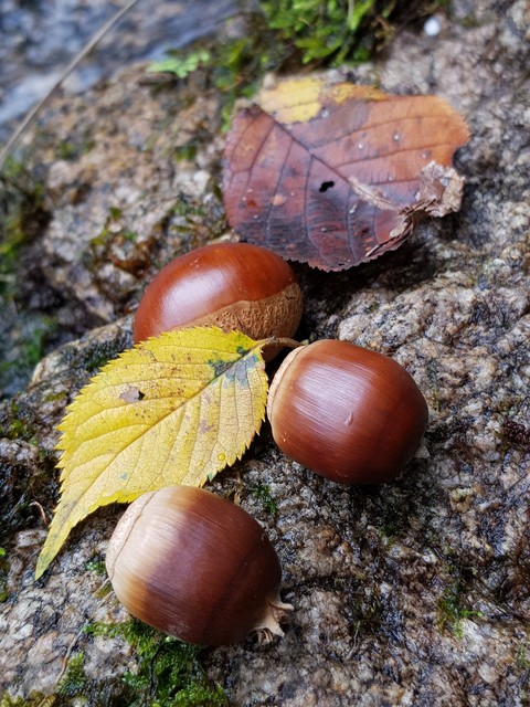 обои Nut, auriculariales