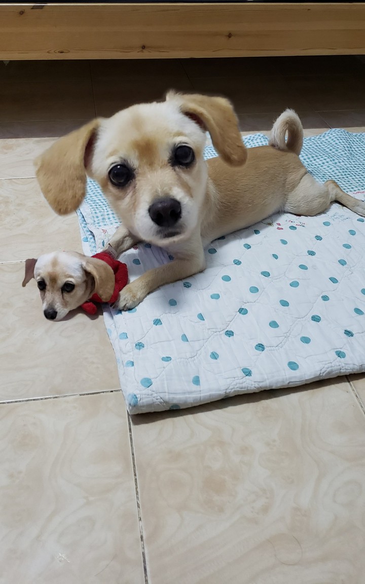 My dog