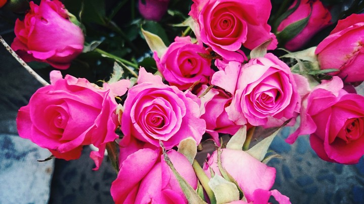 pink roses are always love