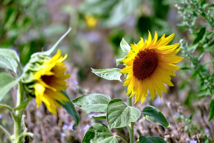 sunflower