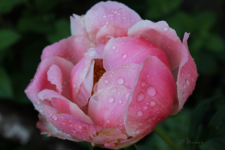 O.V. ❤️ after the rain