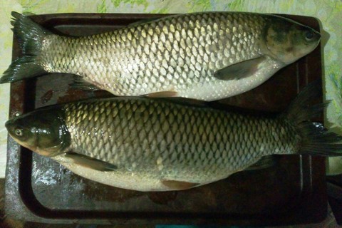 osmeriformes, fish wallpapers