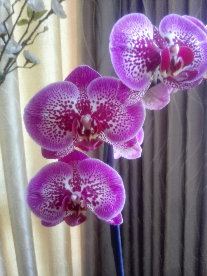 Orquidea Fucsia  mariposa chispeadas