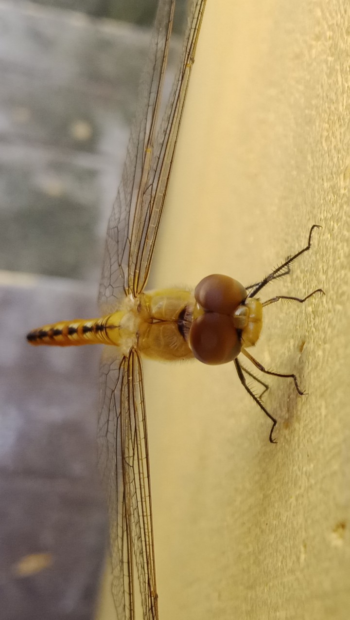 dragonfly