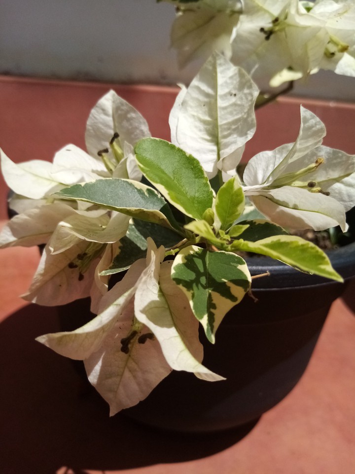 boganwila flowers