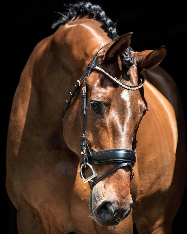 hors
