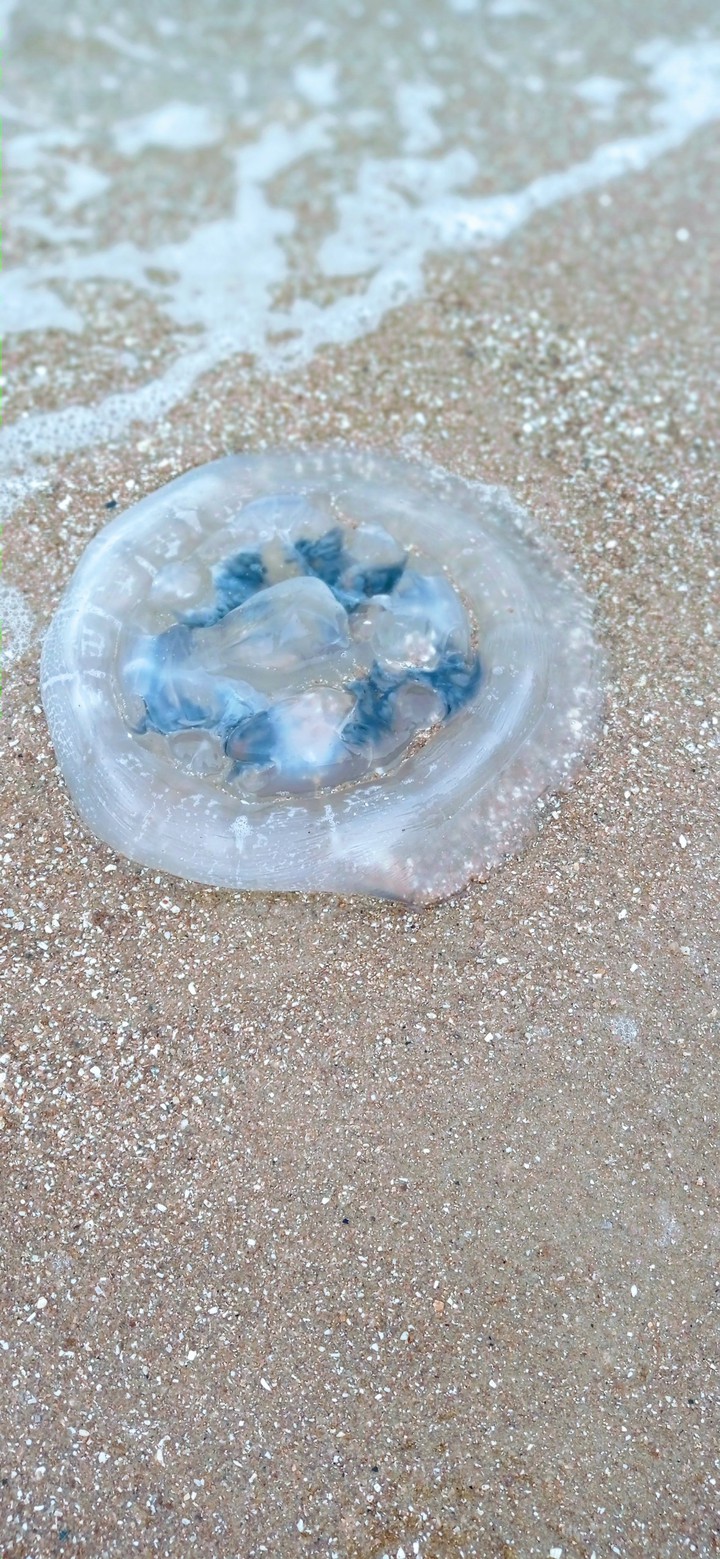 jellyfish